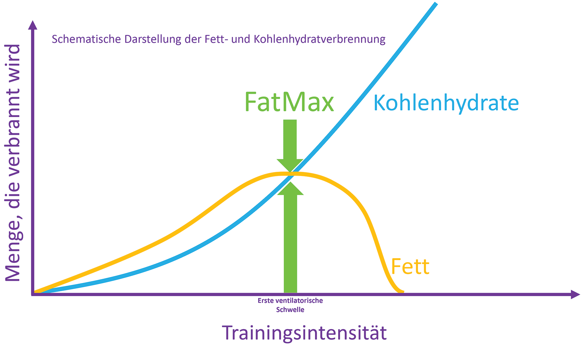 Physiotherapie Tschopp Hilfiker Fett- und Kohlenhydratverbrennung beim Training